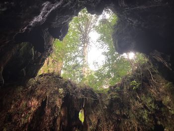 Low angle view of trees in forest