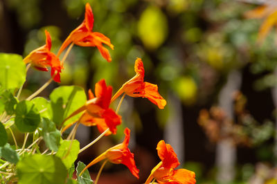 Close-up of orange flowering plant