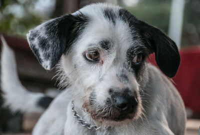 Close-up portrait of dog