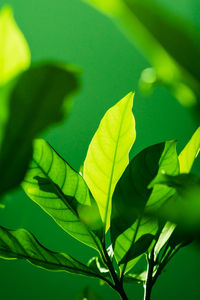 Close-up of fresh green leaf