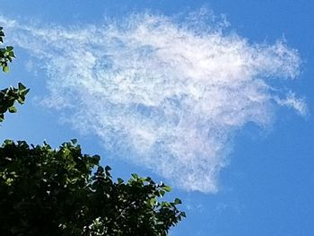 Low angle view of trees against blue sky