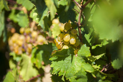 Close-up of fruit growing on tree