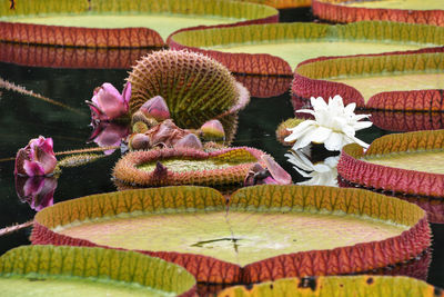 Close-up of pink flowering plants on pond