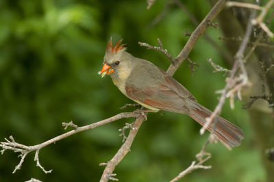 Close-up of bird perching on branch