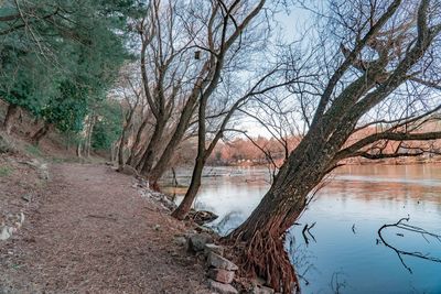 Bare trees by lake against sky