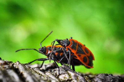 Close-up of insect on leaf