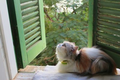 Cat sitting on a window