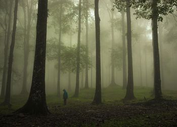 Person standing amidst trees in forest during foggy weather