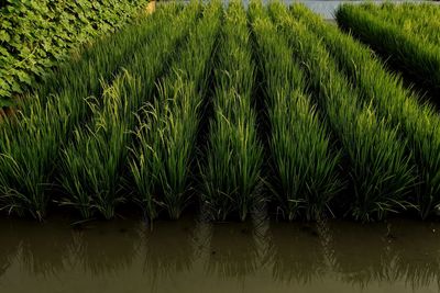 Scenic view of rice field