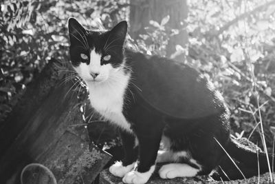 Close-up portrait of cat sitting outdoors