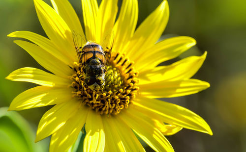 Close-up of bee pollinating on yellow flower