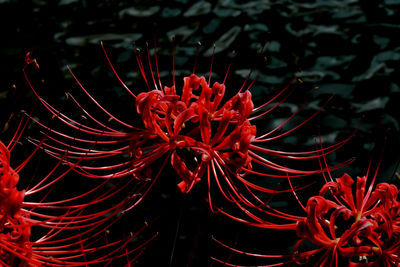 Close-up of red flowering plant