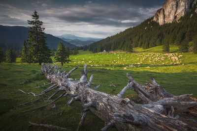 Scenic view of landscape against sky