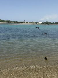 View of birds flying over lake