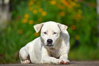 Portrait of dog relaxing outdoors