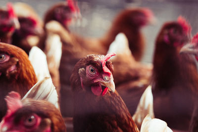 Close-up of chicken birds