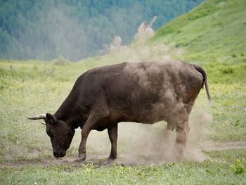 Cow doing some cleaning