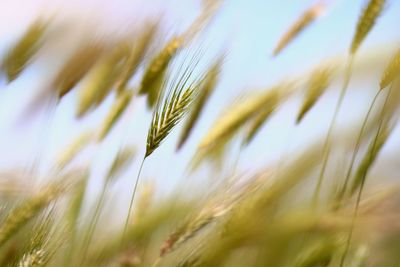 Close-up of wheat growing on field against sky