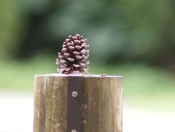 wood