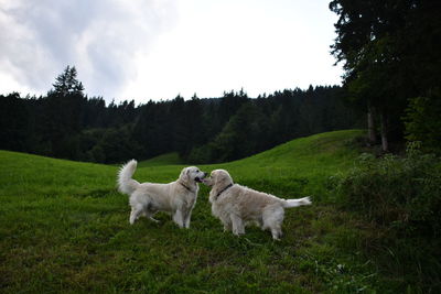 Dogs in a field