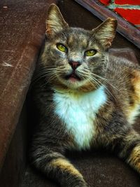 Close-up portrait of cat relaxing at home