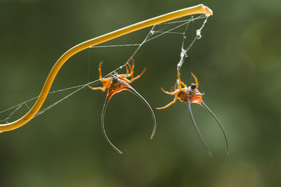 Close-up of insect on spider web