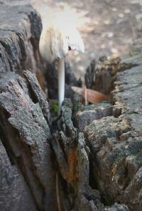 Close-up of mushroom growing outdoors