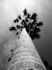 Low angle view of tree against sky