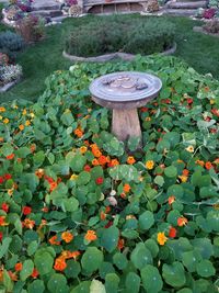 Close-up of flowers on plant