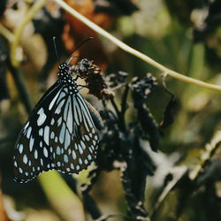 Close-up of butterfly on plant