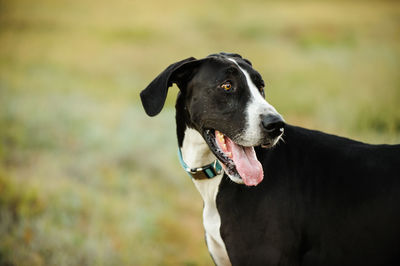 Close-up of black dog