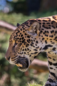 Close-up of a panther