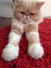 Close-up of cat