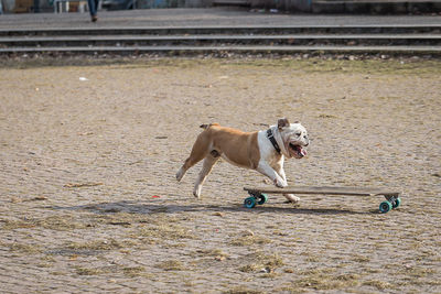 Dog playing on town square