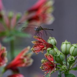 Close-up of insect on flower