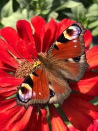 Close-up of butterfly pollinating on red flower