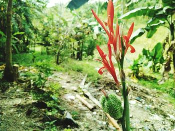 Close-up of red plant