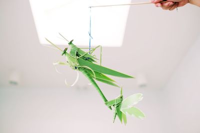 Close-up of insect on hand