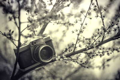 Low angle view of camera and tree against sky