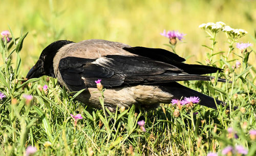 Close-up of bird on flower