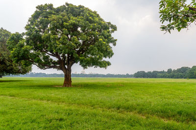 Tree on field against sky