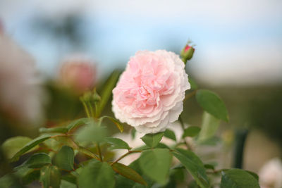 Close-up of pink rose