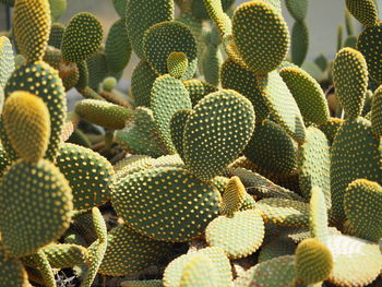 Full frame shot of succulent plant