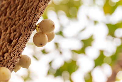 Close-up of fruits growing on tree