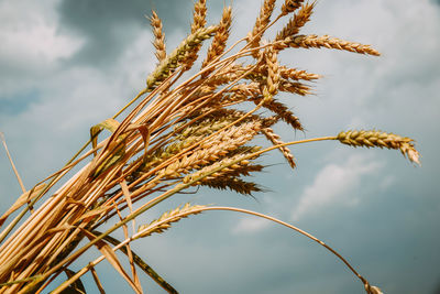 Bunch of ripe golden wheat on a background of sky.