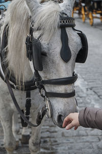Midsection of a horse