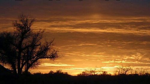 Silhouette of trees at sunset