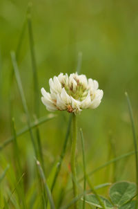 Close-up of white clover plant on field