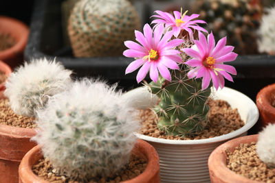 Close-up of potted cactus flower pot