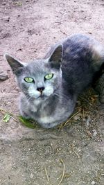 High angle portrait of cat